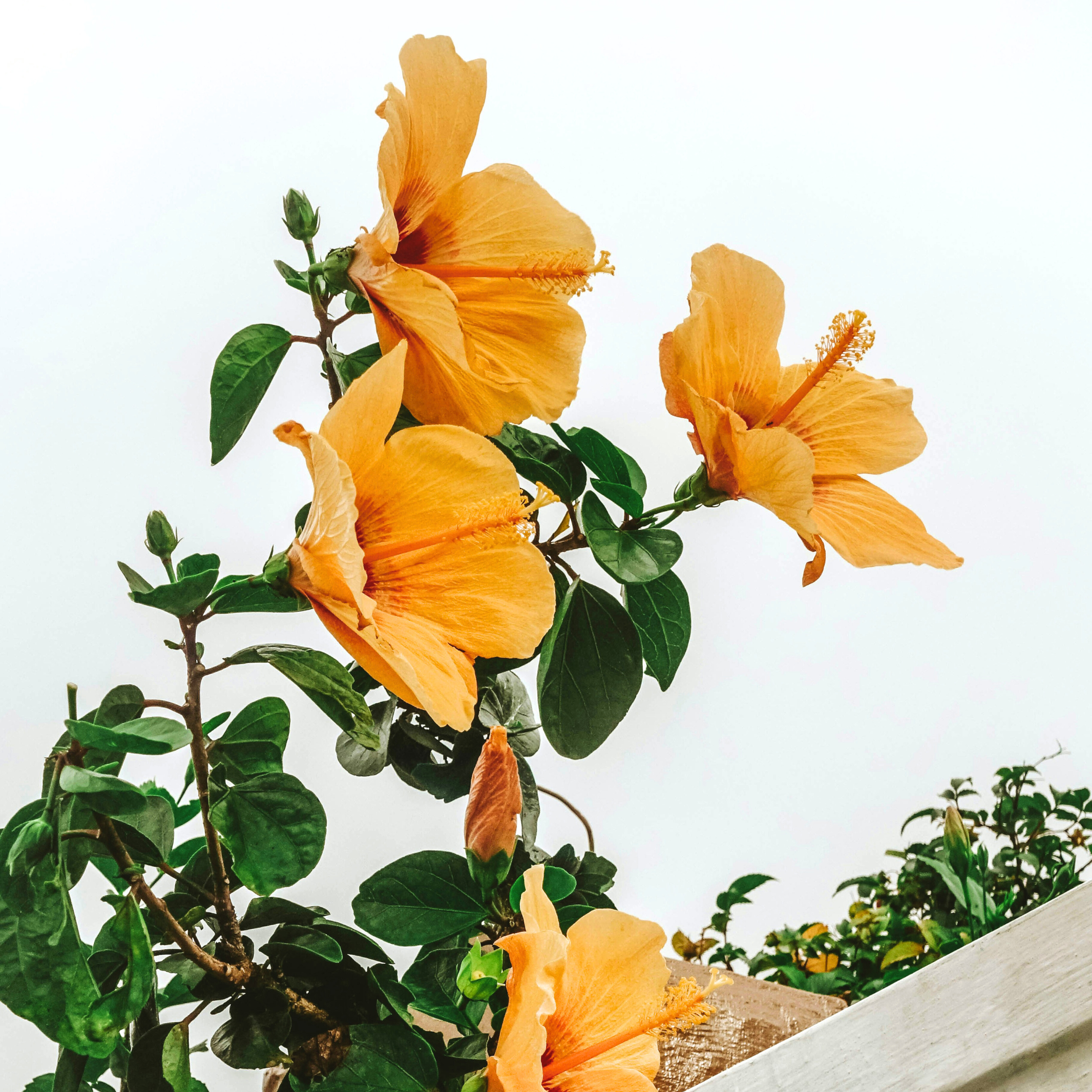 Rose de Chine - Hibiscus rosa-sinensis - Orange - Hauteur 40-50cm - ⌀17cm - Image 2
