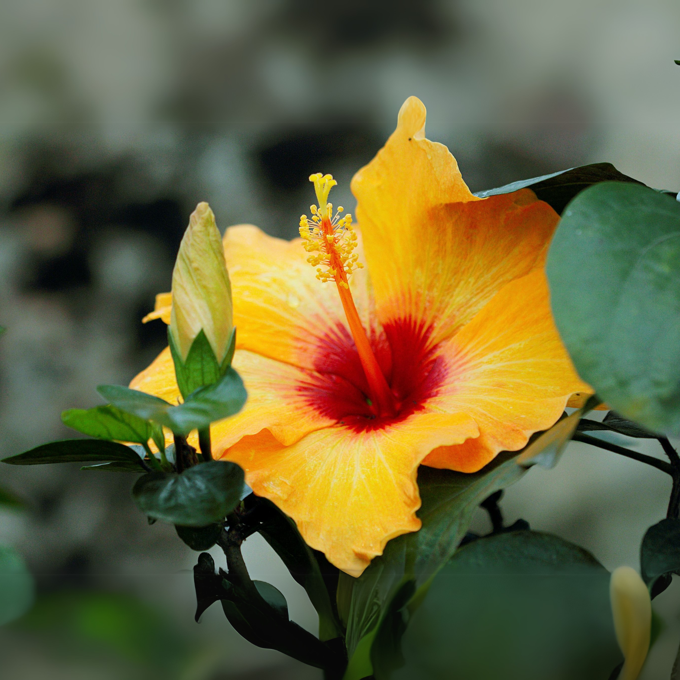 Rose de Chine - Hibiscus rosa-sinensis - Orange - Hauteur 40-50cm - ⌀17cm - Image 5