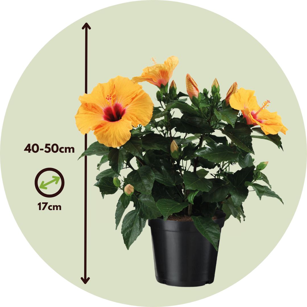 Rose de Chine - Hibiscus rosa-sinensis - Orange - Hauteur 40-50cm - ⌀17cm - Image 6