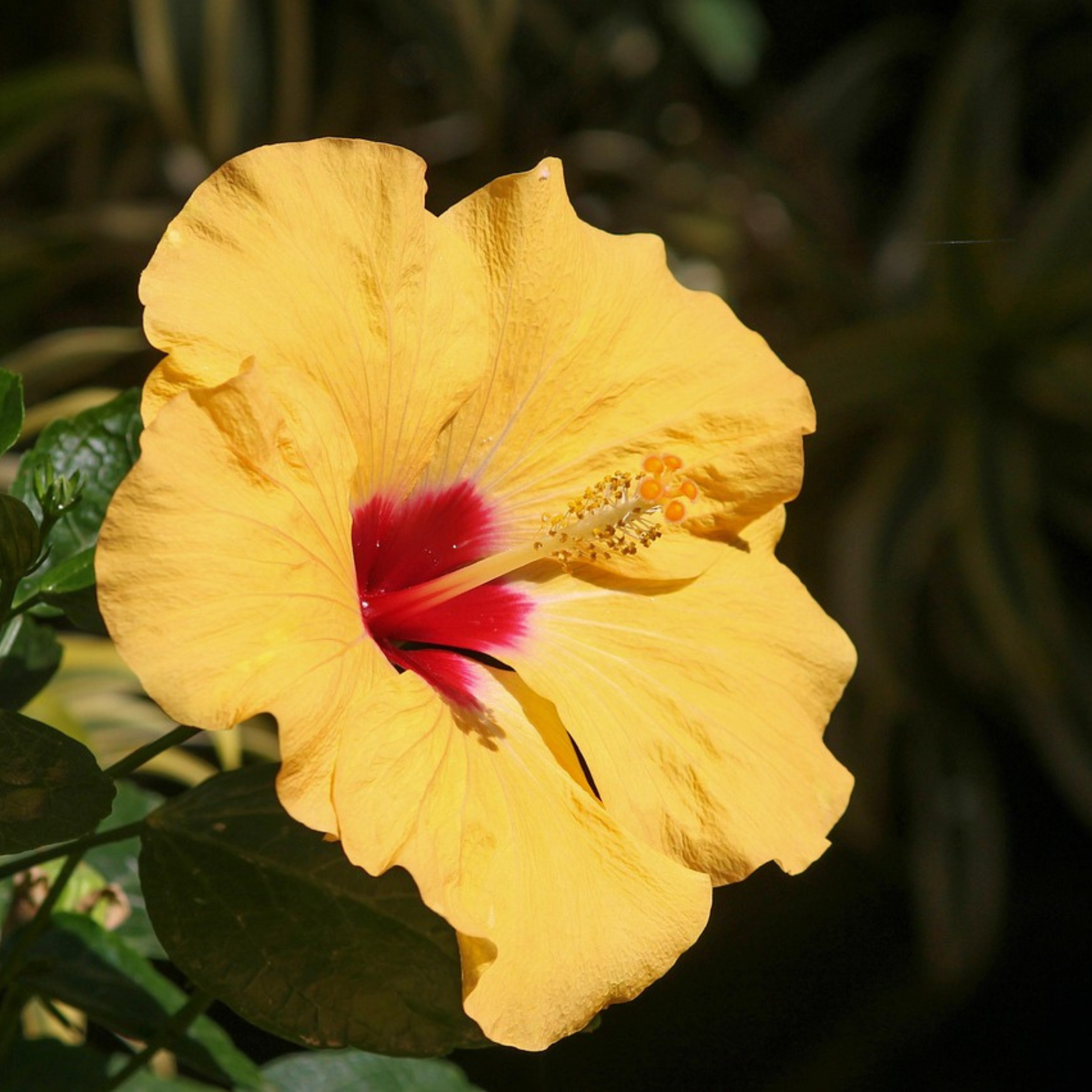 Rose de Chine - Hibiscus rosa-sinensis - Orange - Hauteur 40-50cm - ⌀17cm - Image 4