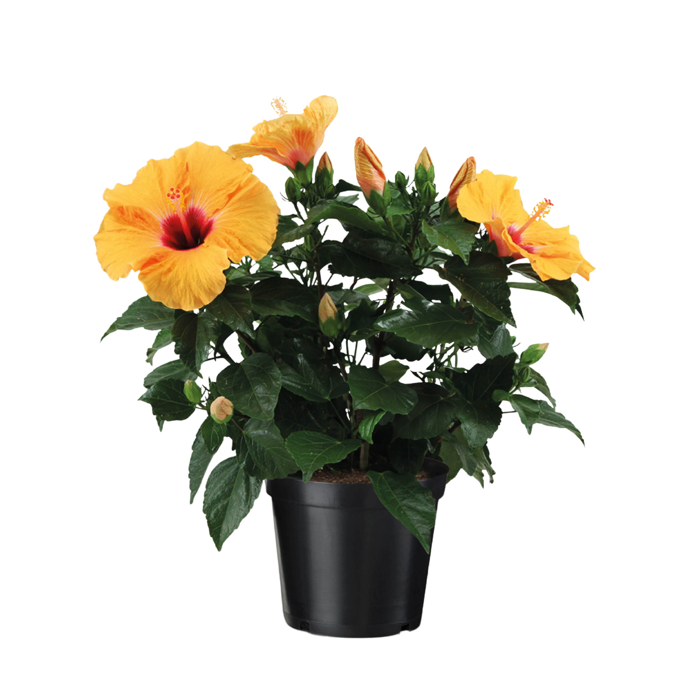 Rose de Chine - Hibiscus rosa-sinensis - Orange - Hauteur 40-50cm - ⌀17cm - Image 1