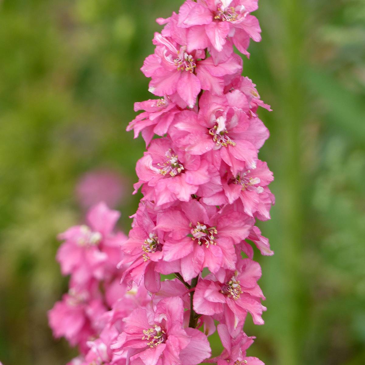 Promesse de Fleurs - Graines de Delphinium Imperial QIS Salmon Pink - Pied d'alouette annuel le sachet de 300 graines environ (1g)