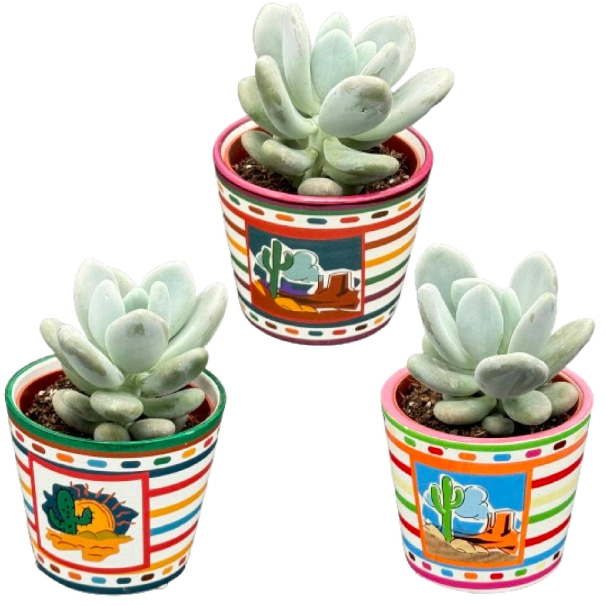 Pachyphytum Oviferum "Moonstone" - Lot de 3 Succulentes Charmantes- La Green Touch - Image 1