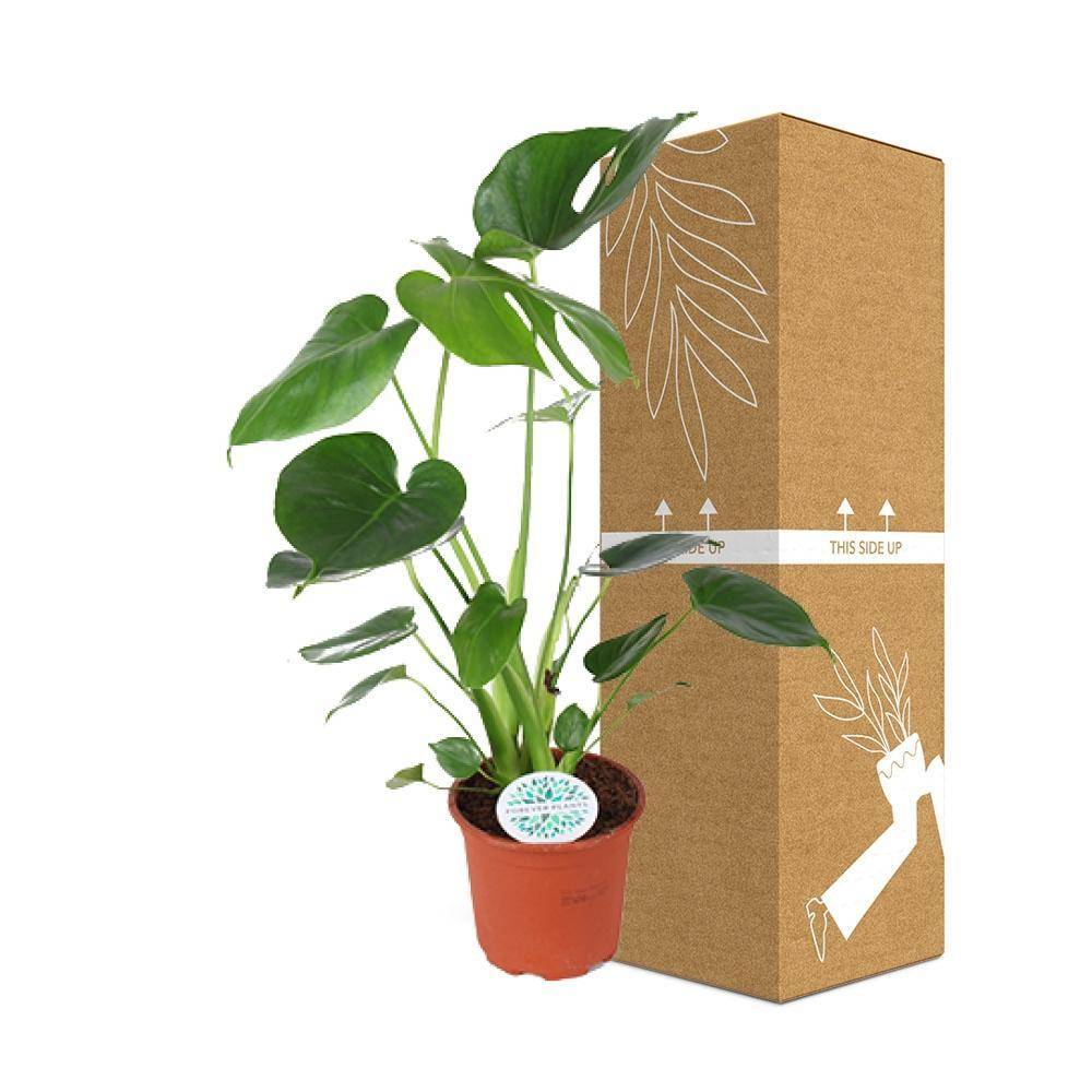 La Green Touch - Monstera Deliciosa - D14 H45cm - Image 3
