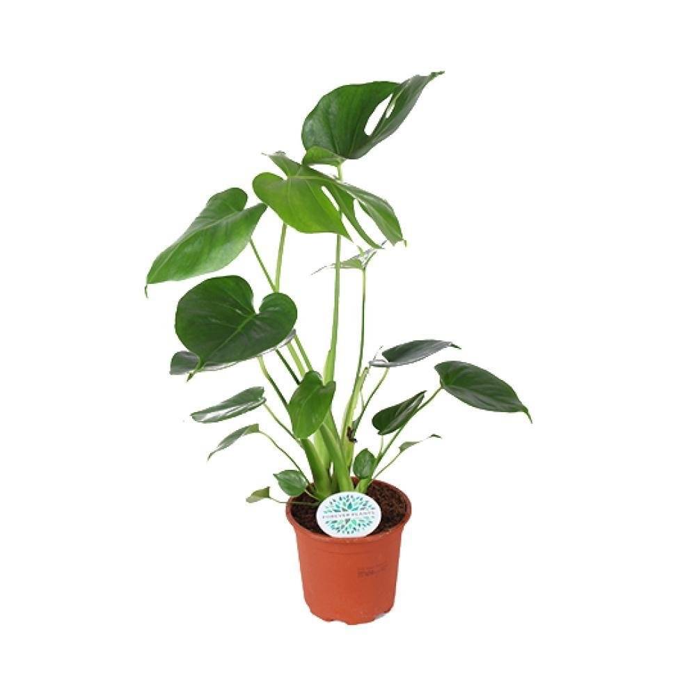 La Green Touch - Monstera Deliciosa - D14 H45cm - Image 1
