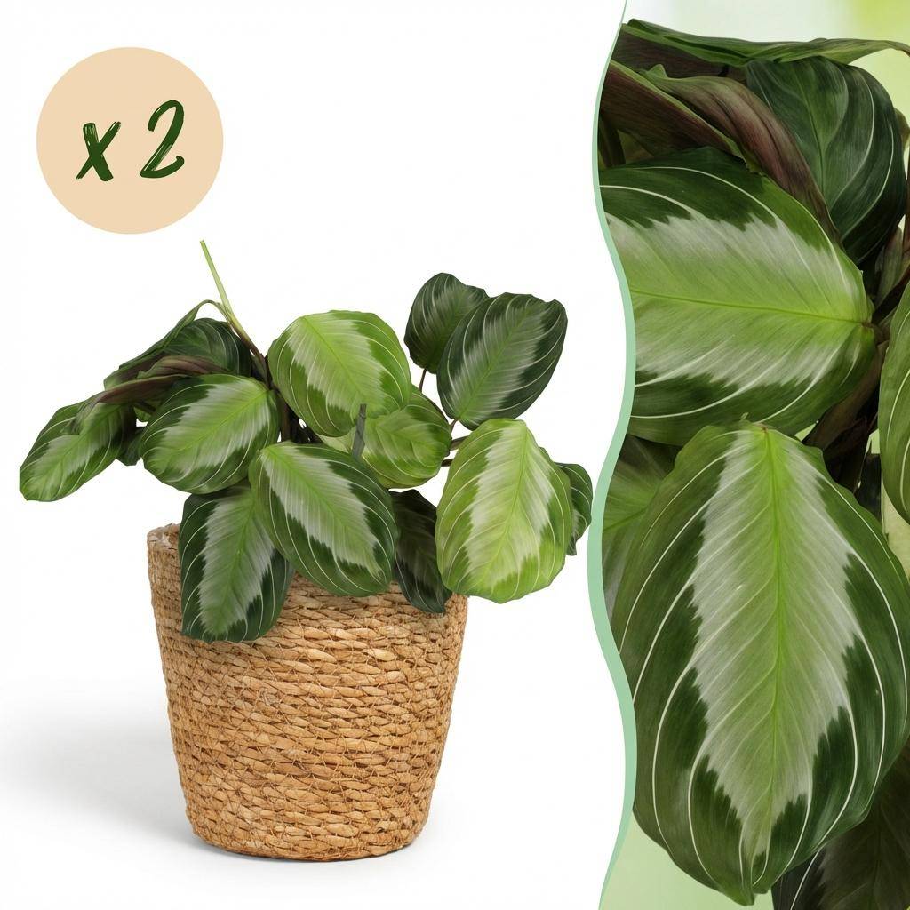 Maranta Fascinator Silverband - Pet-friendly - Pot de 12cm - Hauteur 25-35cm - 2 plantes - Panier - Plantes d'intérieur - Image 1