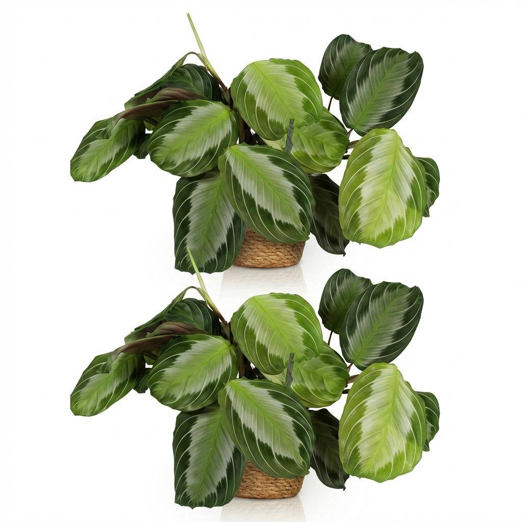Maranta Fascinator Silverband - Pet-friendly - Pot de 12cm - Hauteur 25-35cm - 2 plantes - Panier - Plantes d'intérieur - Image 2