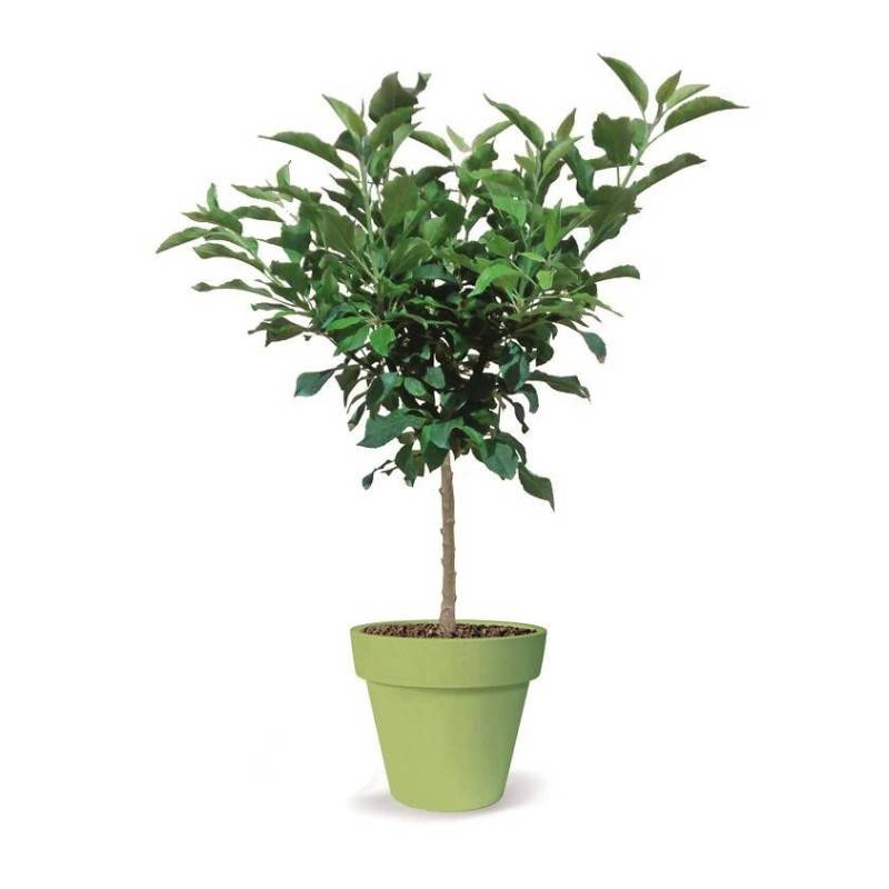Pommier nain Pom' Pousse - Nains de jardins® - Bon rendement -  - De 1,50 m à 2,00 m - Image 5