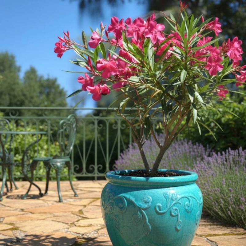 Laurier rose Belle Héléne à fleurs Rose/ - feuillage Semi-Persistant - Pot de 7,5L - 60/80 cm - Image 4