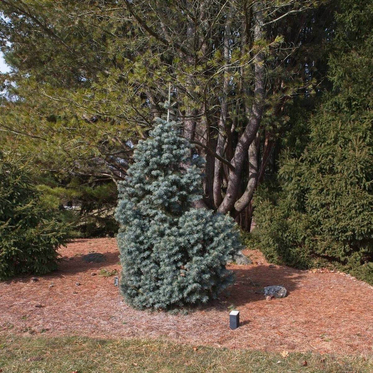 Sapin de Nordmann, Abies nordmanniana - - Image 1