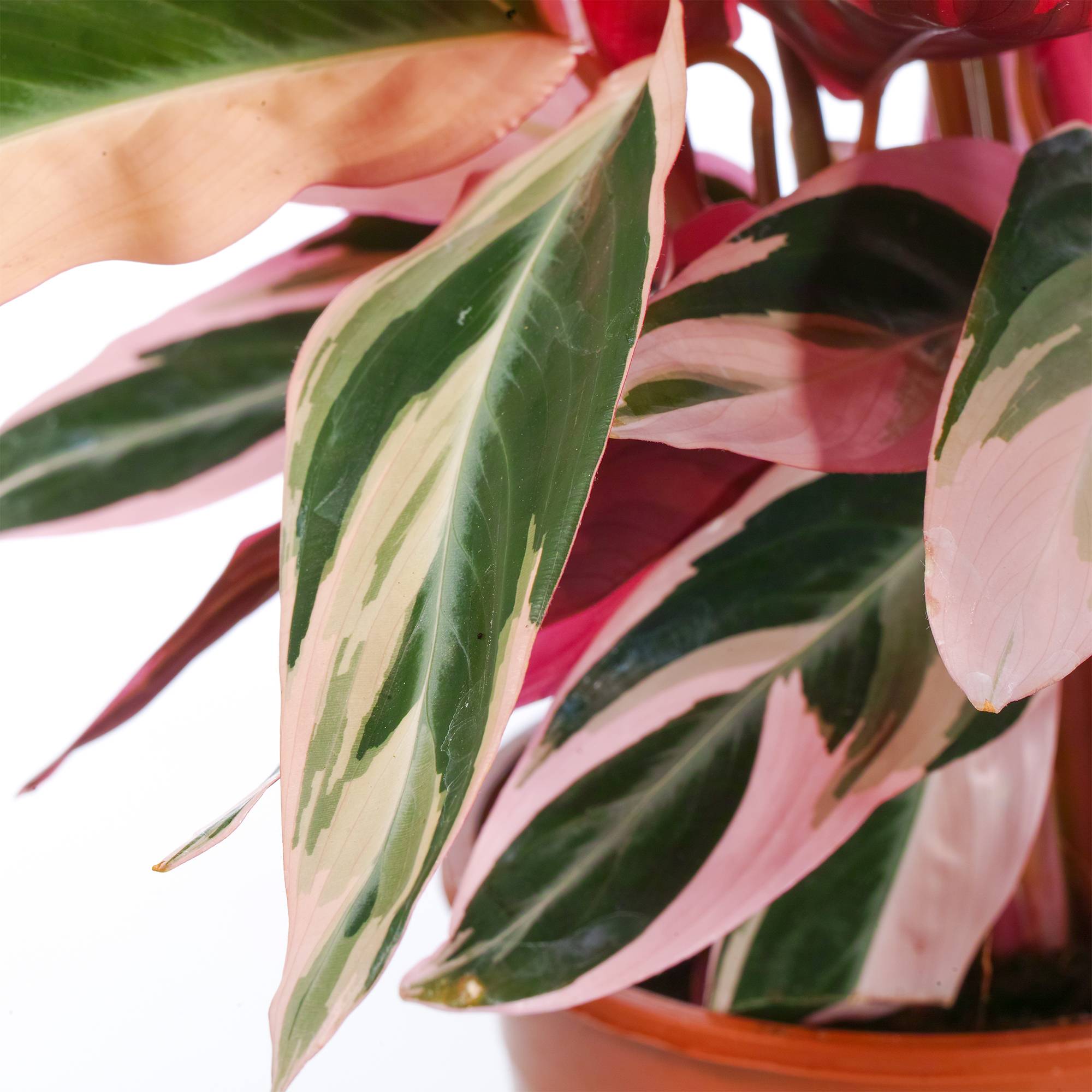 Gardenersdream - Calathea Stromanthe Triostar | Plante D'Intérieur Pour La Maison Ou Le Bureau - GardenersDream - Image 2