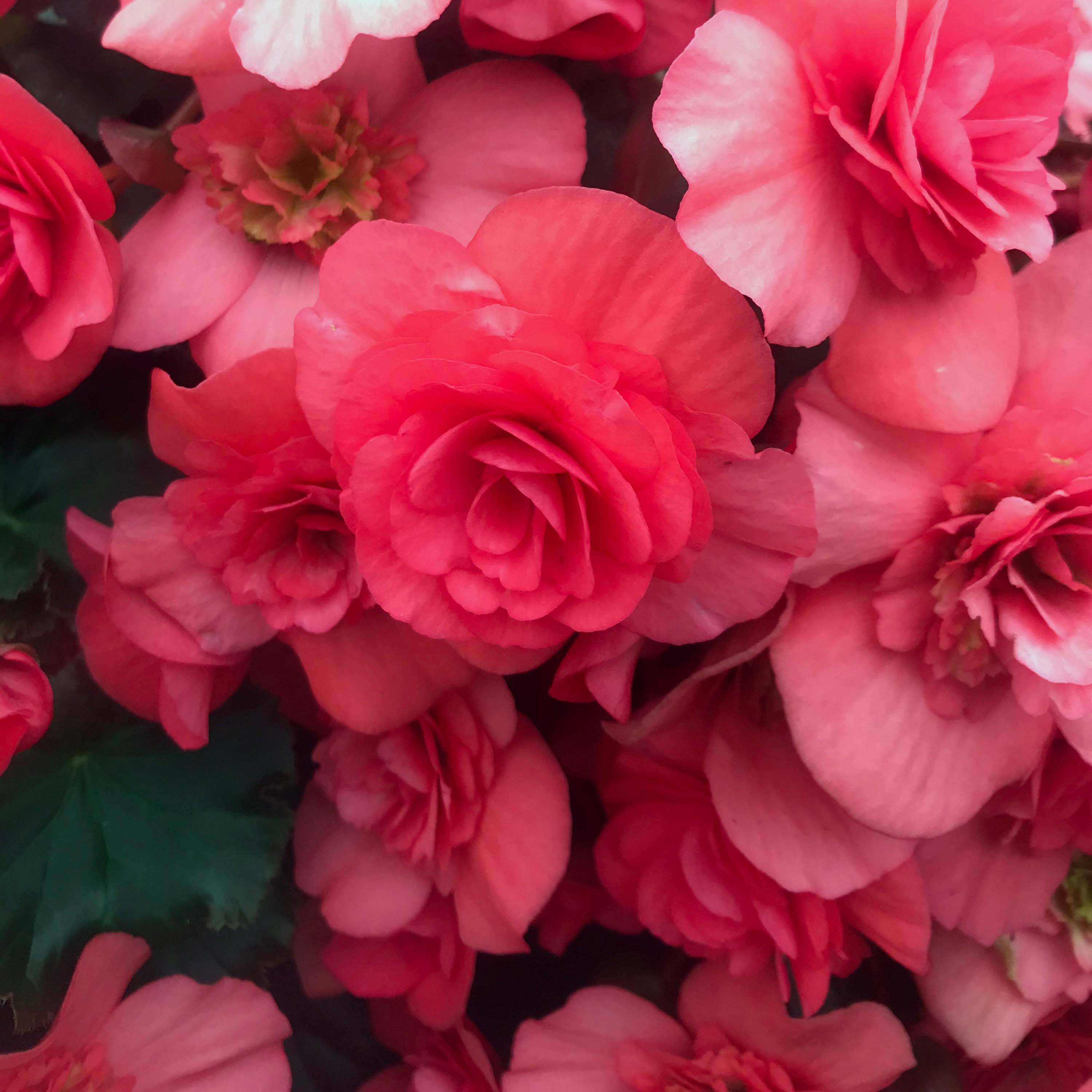 Begonia Sunbrero Dark Pink  Mini-motte Ø 3/4 cm (par 5)