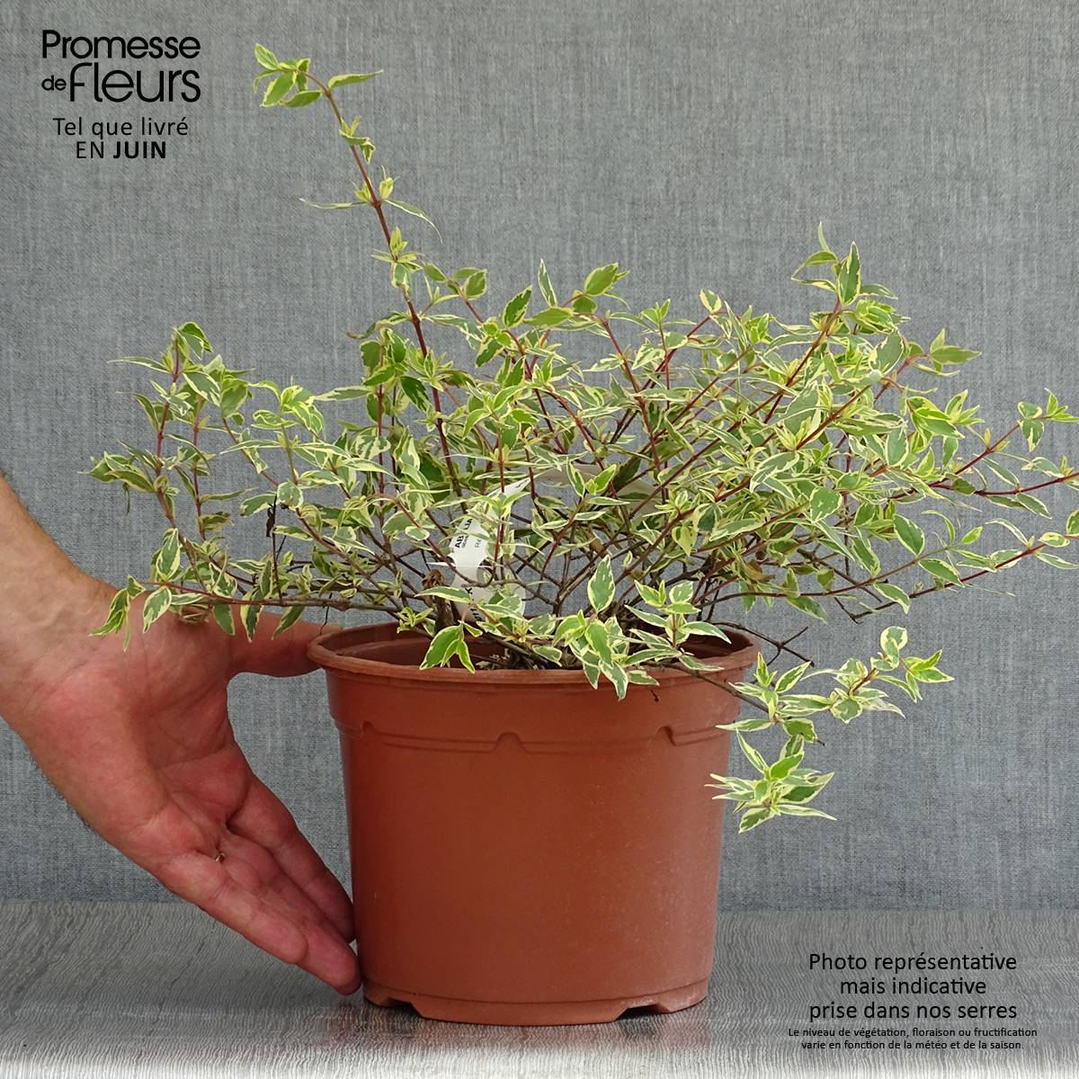 Abelia grandiflora Tricolor Charm Pot de 3L/4L - Image 2