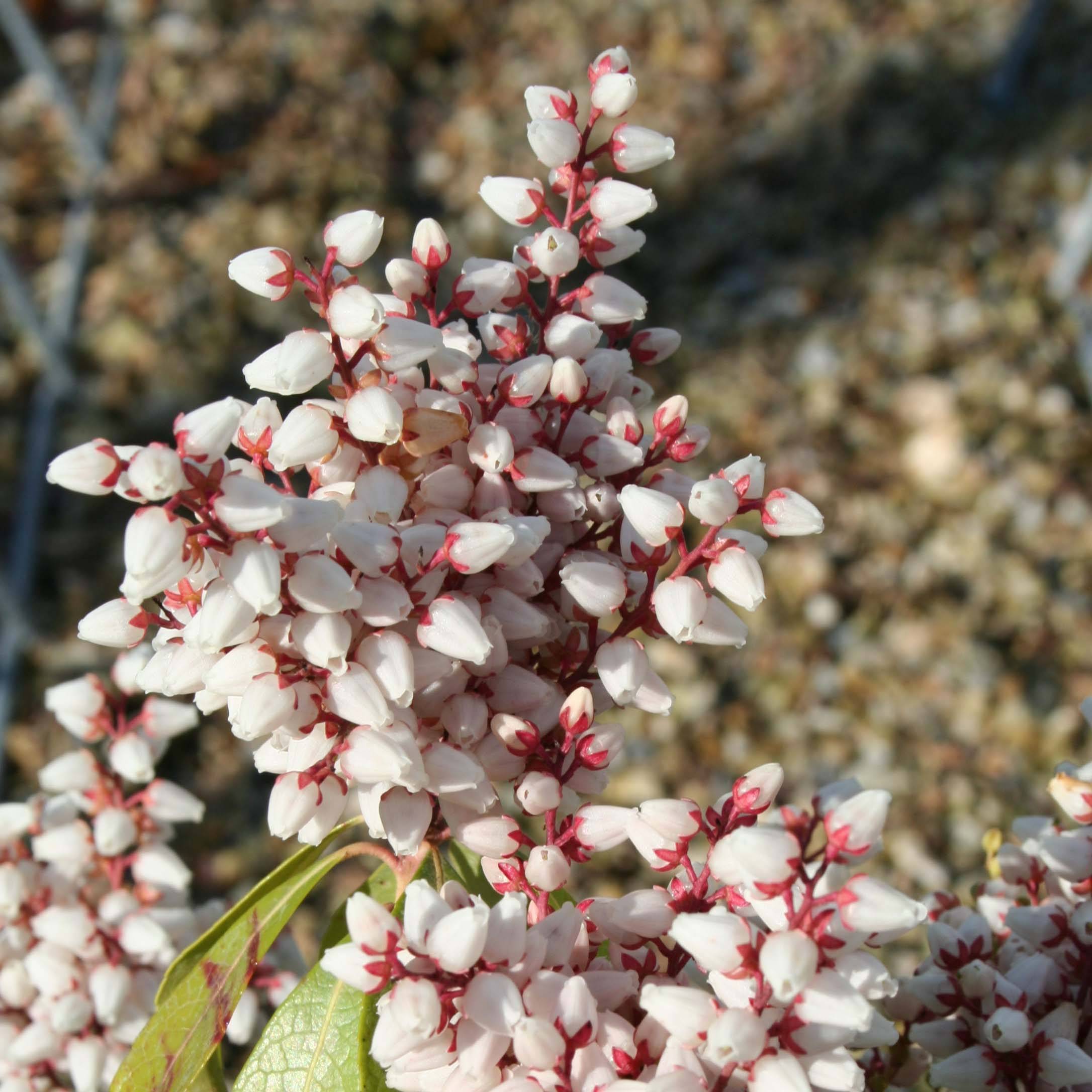Andromède du Japon - Pieris Bonfire Godet de 8/9 cm - Image 1