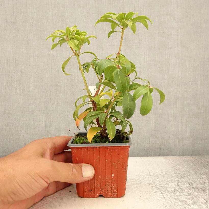 Andromède du Japon - Pieris Bonfire Godet de 8/9 cm - Image 2