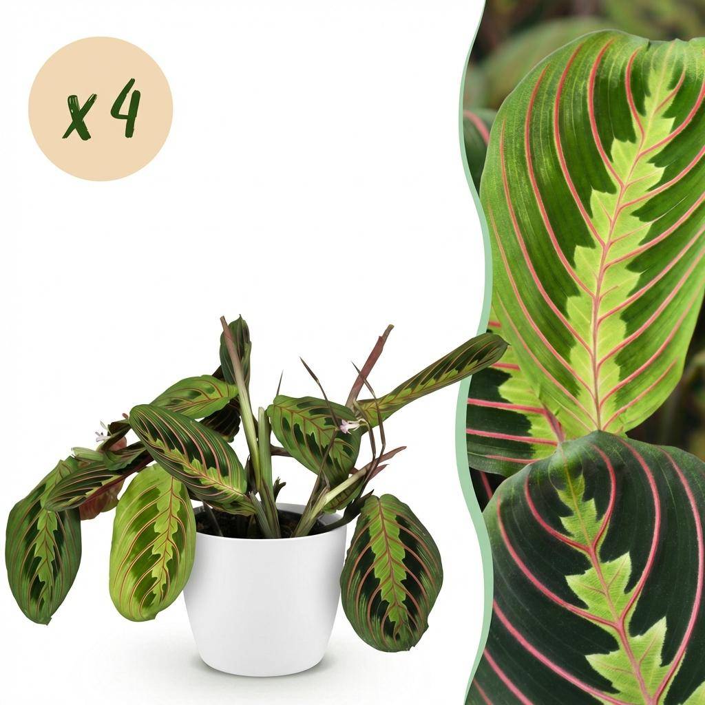 Maranta Fascinator Tricolour - Pet-friendly - Pot de 12cm - Hauteur 25cm - 4 plantes - Blanc - Plantes d'intérieur - Image 1