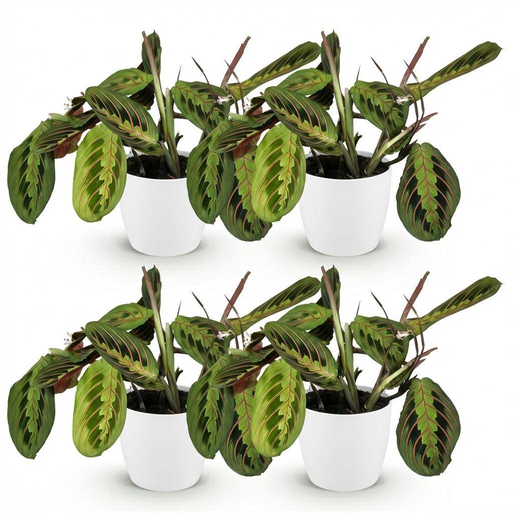 Maranta Fascinator Tricolour - Pet-friendly - Pot de 12cm - Hauteur 25cm - 4 plantes - Blanc - Plantes d'intérieur - Image 2