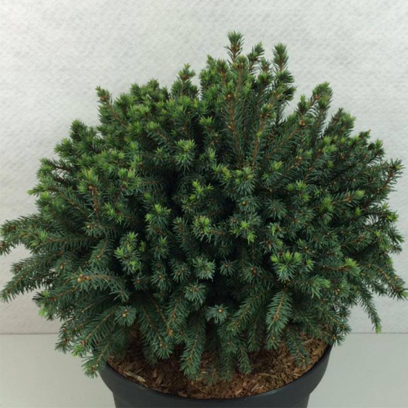 Promesse de Fleurs - Picea glauca Echiniformis Echt - Epinette blanche Pot de 4L/5L - Image 1