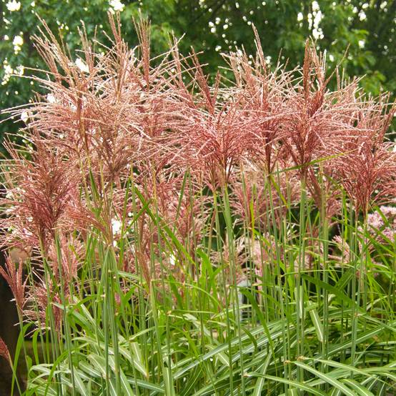 Miscanthus sinensis Malepartus - Eulalie, Roseau de Chine Godet de 8/9 cm