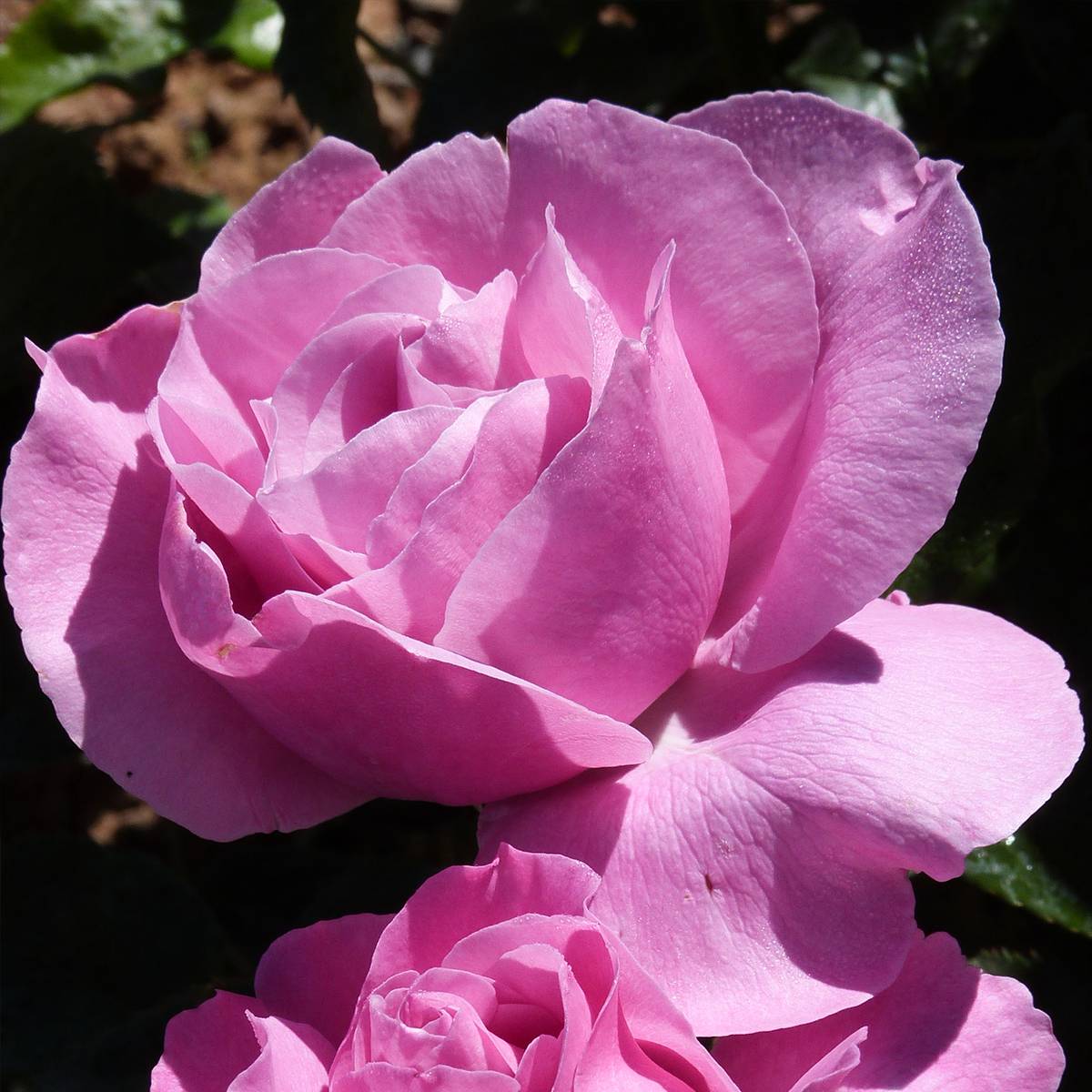 Promesse de Fleurs - Rosier à grandes fleurs Womanity Pot de 4L/5L