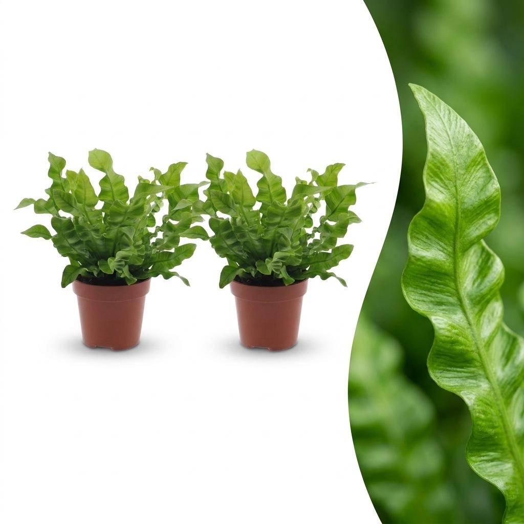 Asplenium Crispy Wave - Fougère Crispy Wave - Pot de 12cm - 2 plantes - Sans cache-pot - Plantes d'intérieur