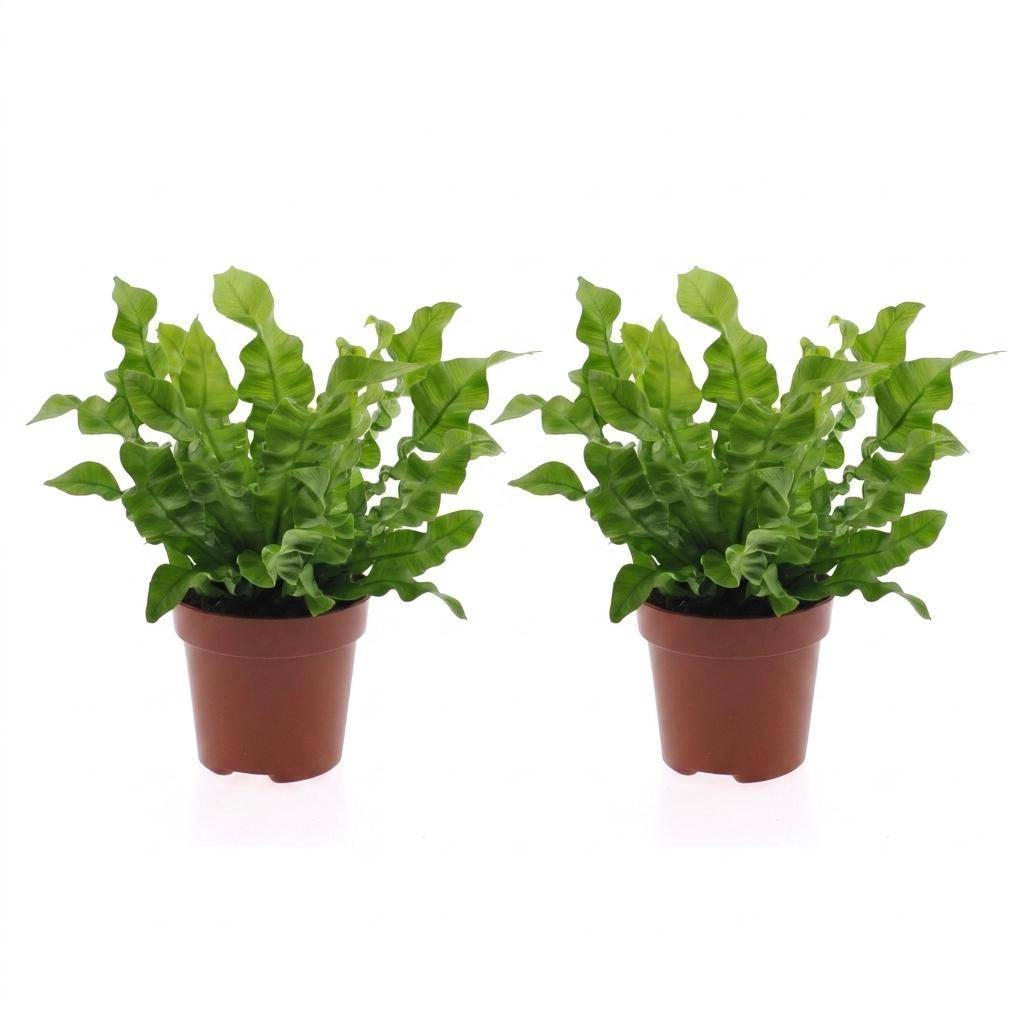 Asplenium Crispy Wave - Fougère Crispy Wave - Pot de 12cm - 2 plantes - Sans cache-pot - Plantes d'intérieur - Image 2