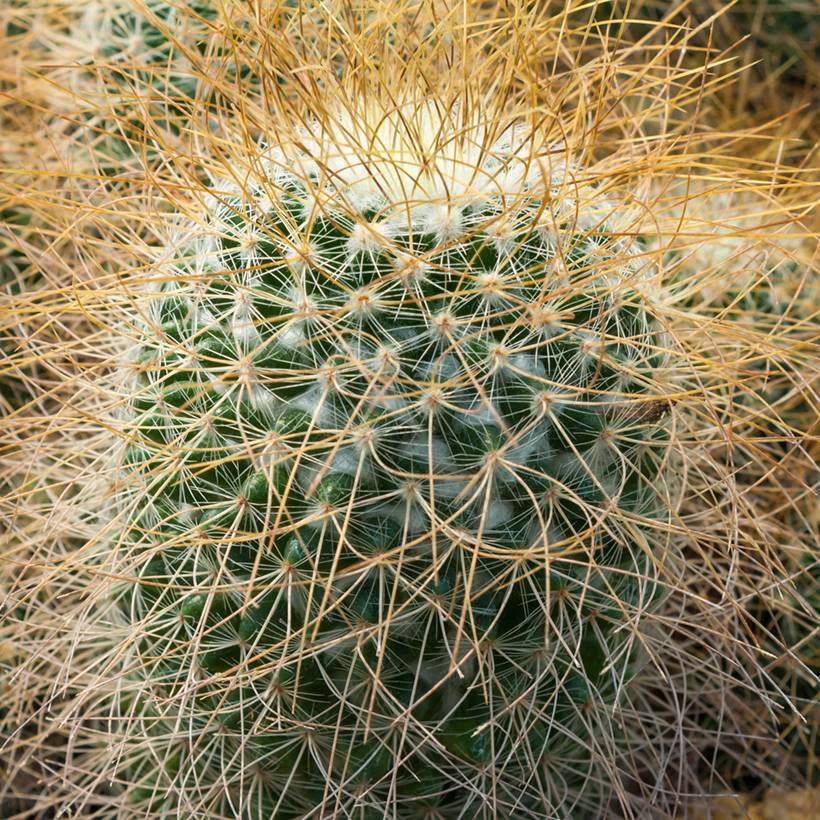 Cactus - Mammillaria pringlei Pot de 4L/5L, 18/20 diamètre
