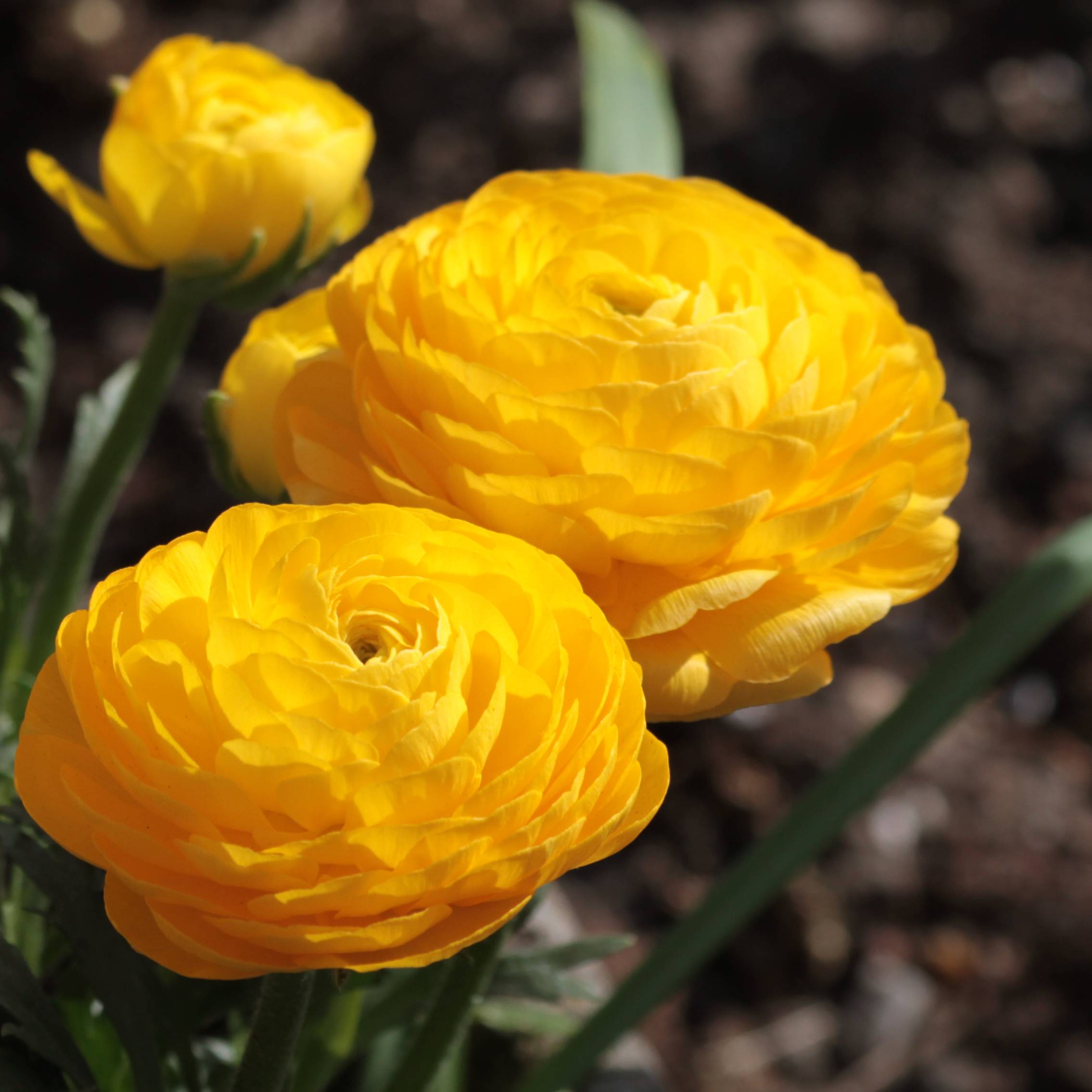 Promesse de Fleurs - Renoncule asiatique double jaune Bulbe calibre 8+ (par 20)