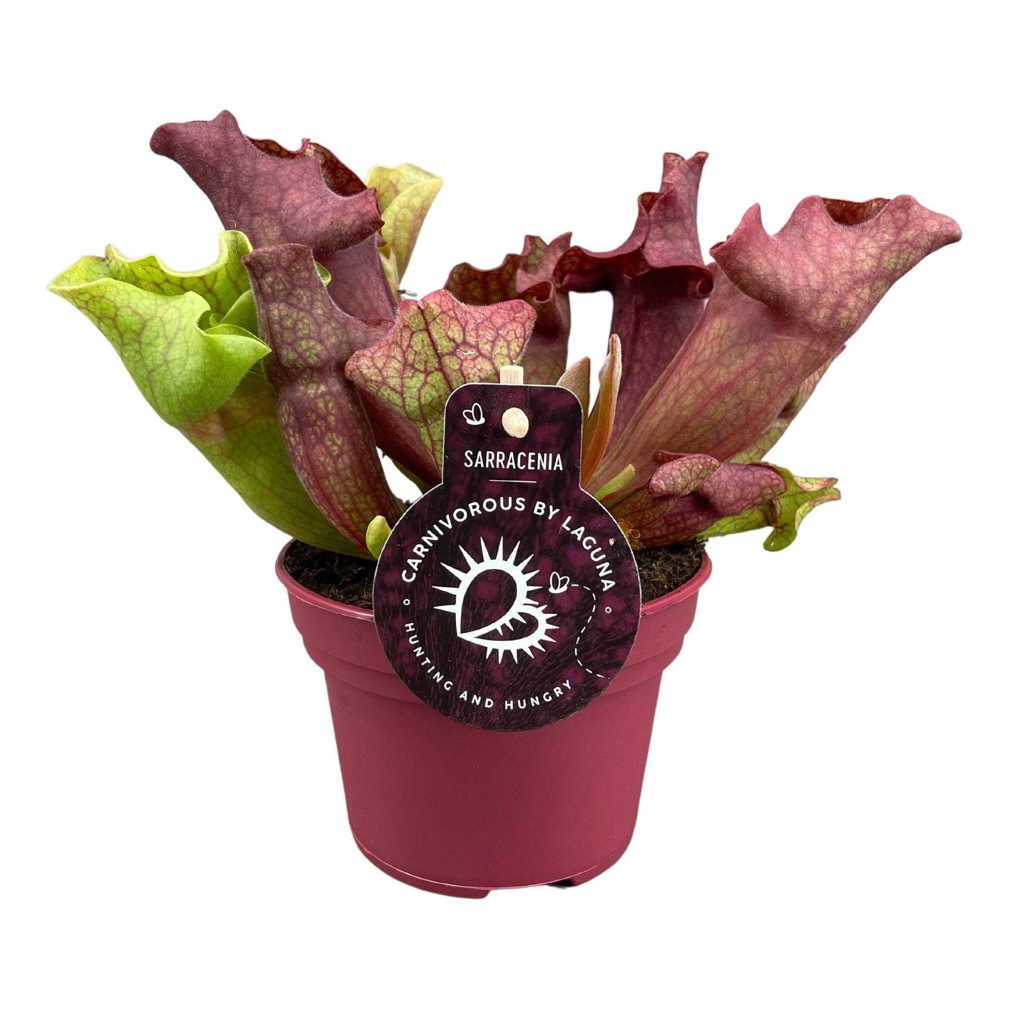 Sarracenia Ewelina 20cm - Plante d'intérieur- La Green Touch - Image 1