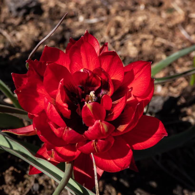 Promesse de Fleurs - Tulipe botanique humilis double Samantha Bulbe calibre 6+ (par 10)