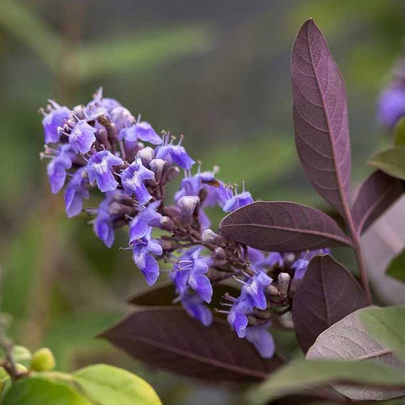 Promesse de Fleurs - Vitex agnus-castus Flip Side - Gattilier Pot de 3L/4L - Image 1