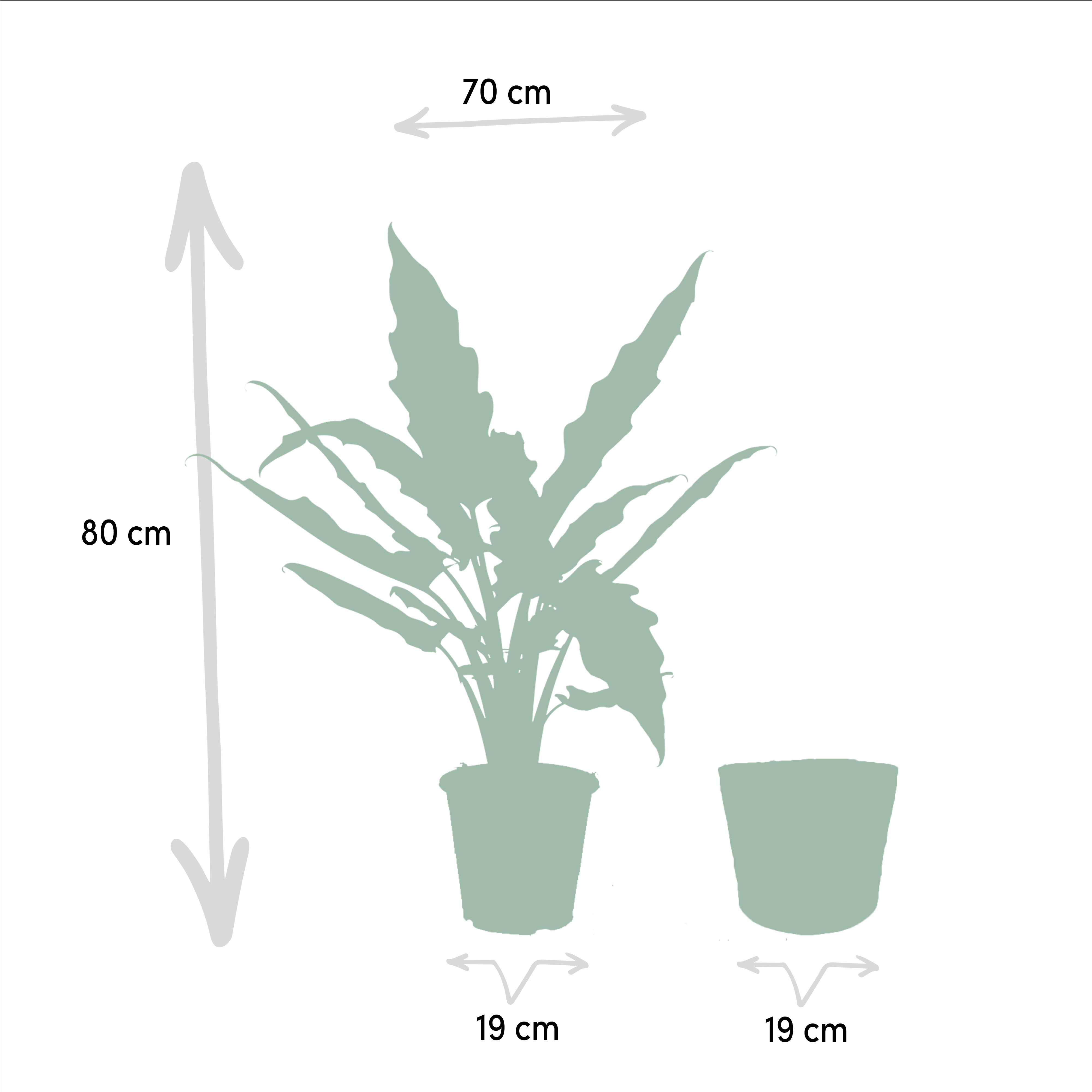 Alocasia Lauterbachiana - H80cm - Image 4
