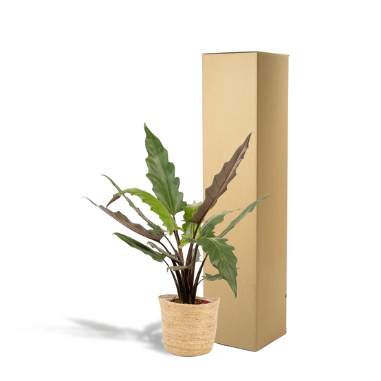 Alocasia Lauterbachiana - H80cm - Image 5