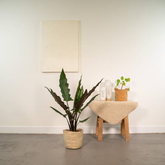 Alocasia Lauterbachiana - H80cm - Image 2