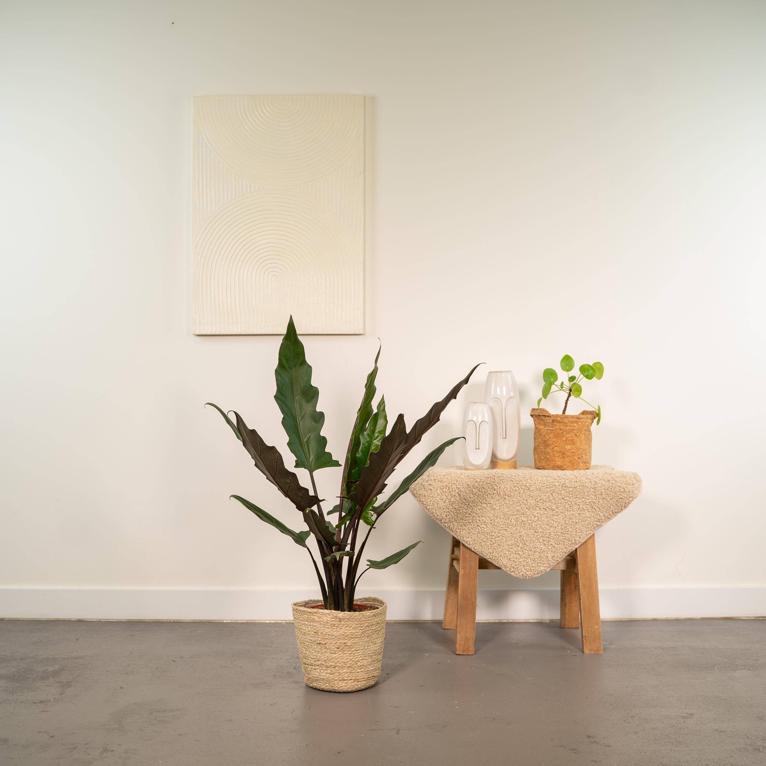Alocasia Lauterbachiana - H80cm - Image 2