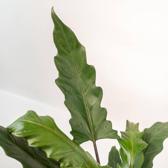 Alocasia Lauterbachiana - H80cm - Image 3