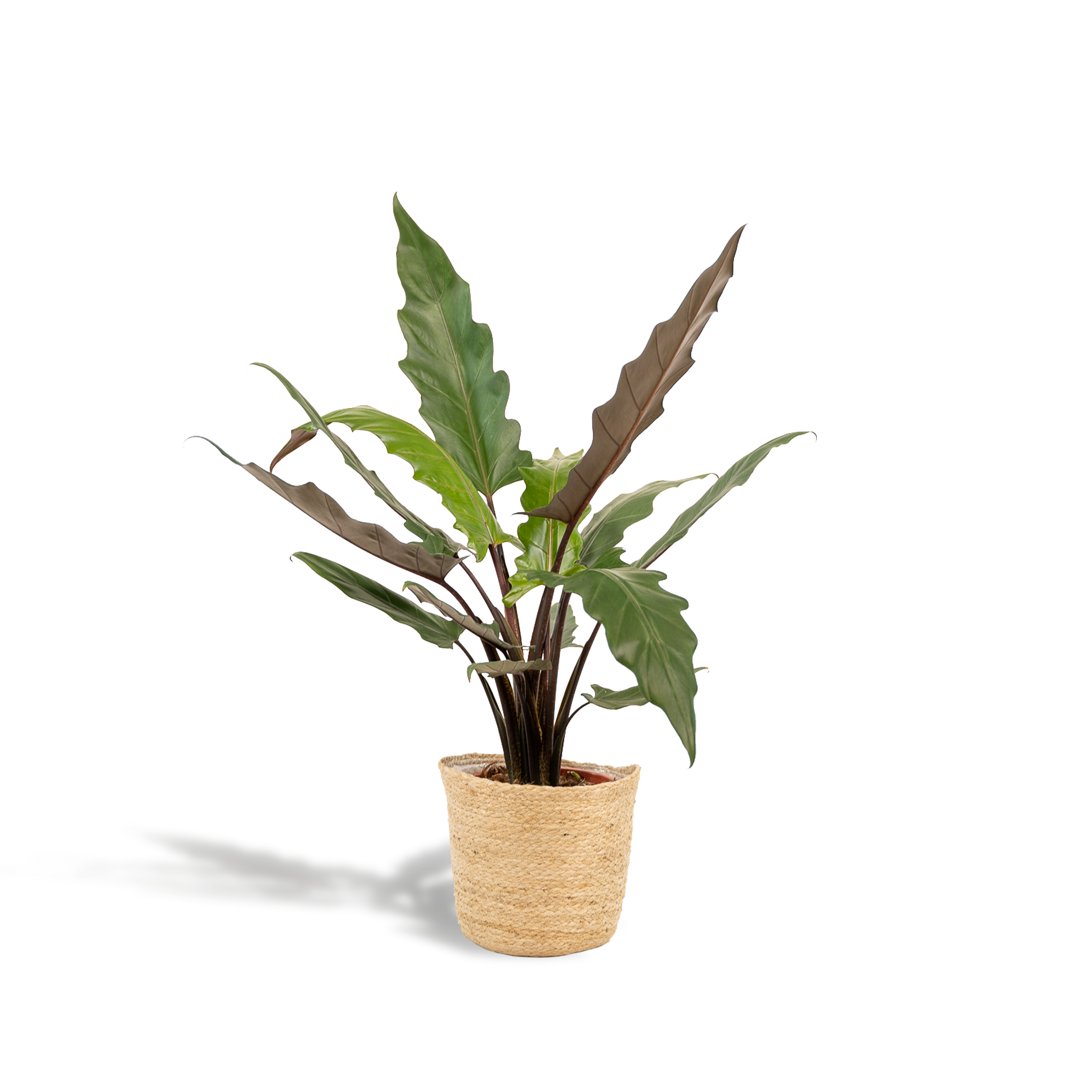 Alocasia Lauterbachiana - H80cm - Image 1