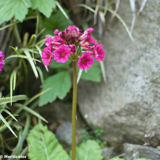 Promesse de Fleurs - Primevère - Primula japonica Godet de 8/9 cm