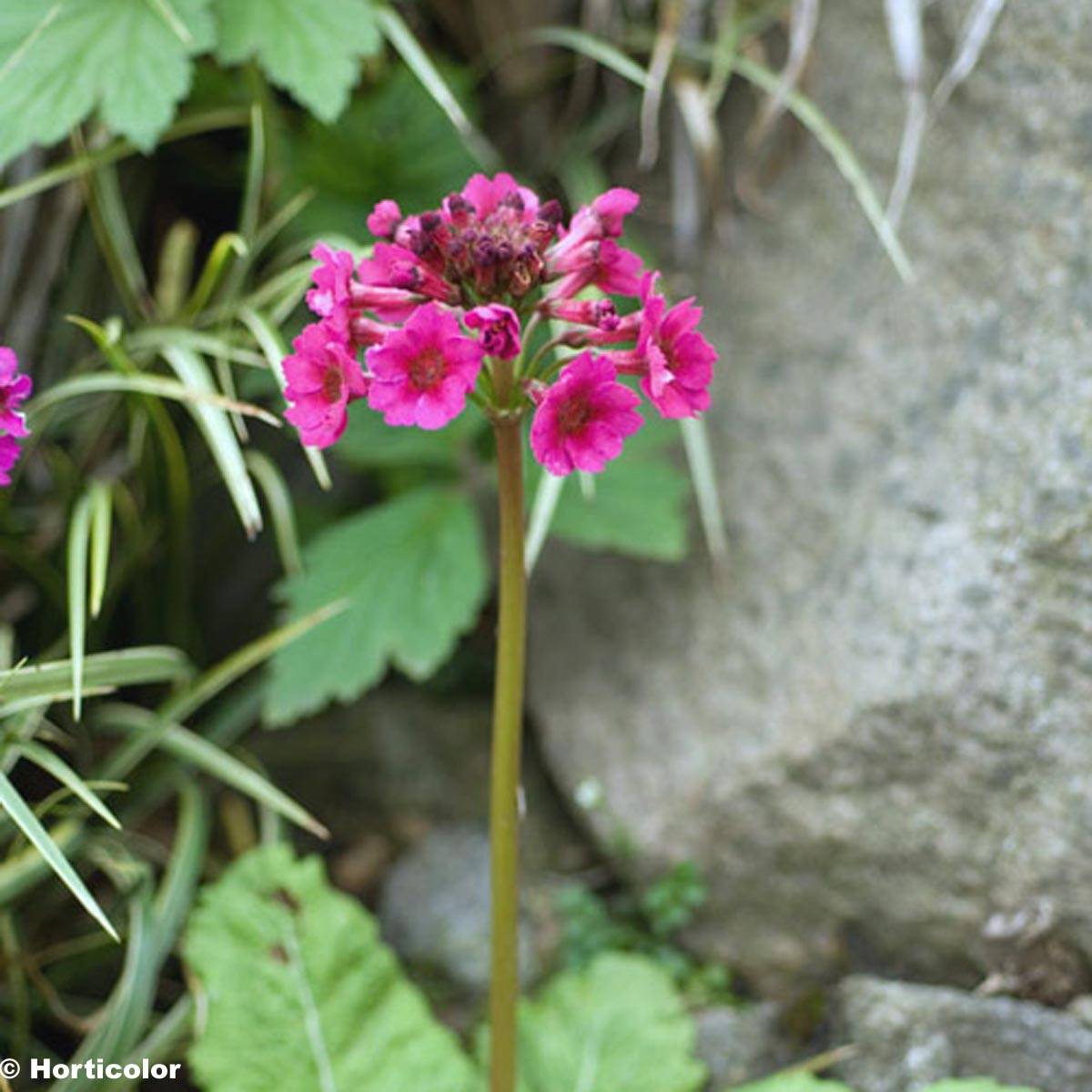 Promesse de Fleurs - Primevère - Primula japonica Godet de 8/9 cm