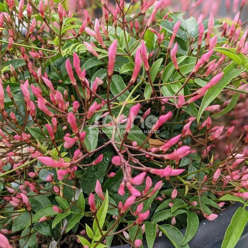 Jasmin Starry® Night 'Mormin1201' à fleurs Rose - feuillage Caduc - Pot de 3L - Echelle bambou 60/120 cm- hauteur à maturité De 3,00 m à 5,00 m - Image 1