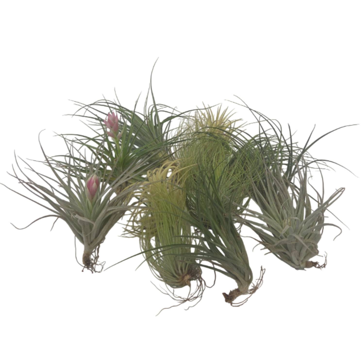 Plant In A Box - Plante aérienne - Set de 12 - Tillandsia - Hauteur 5-15cm - ⌀5cm