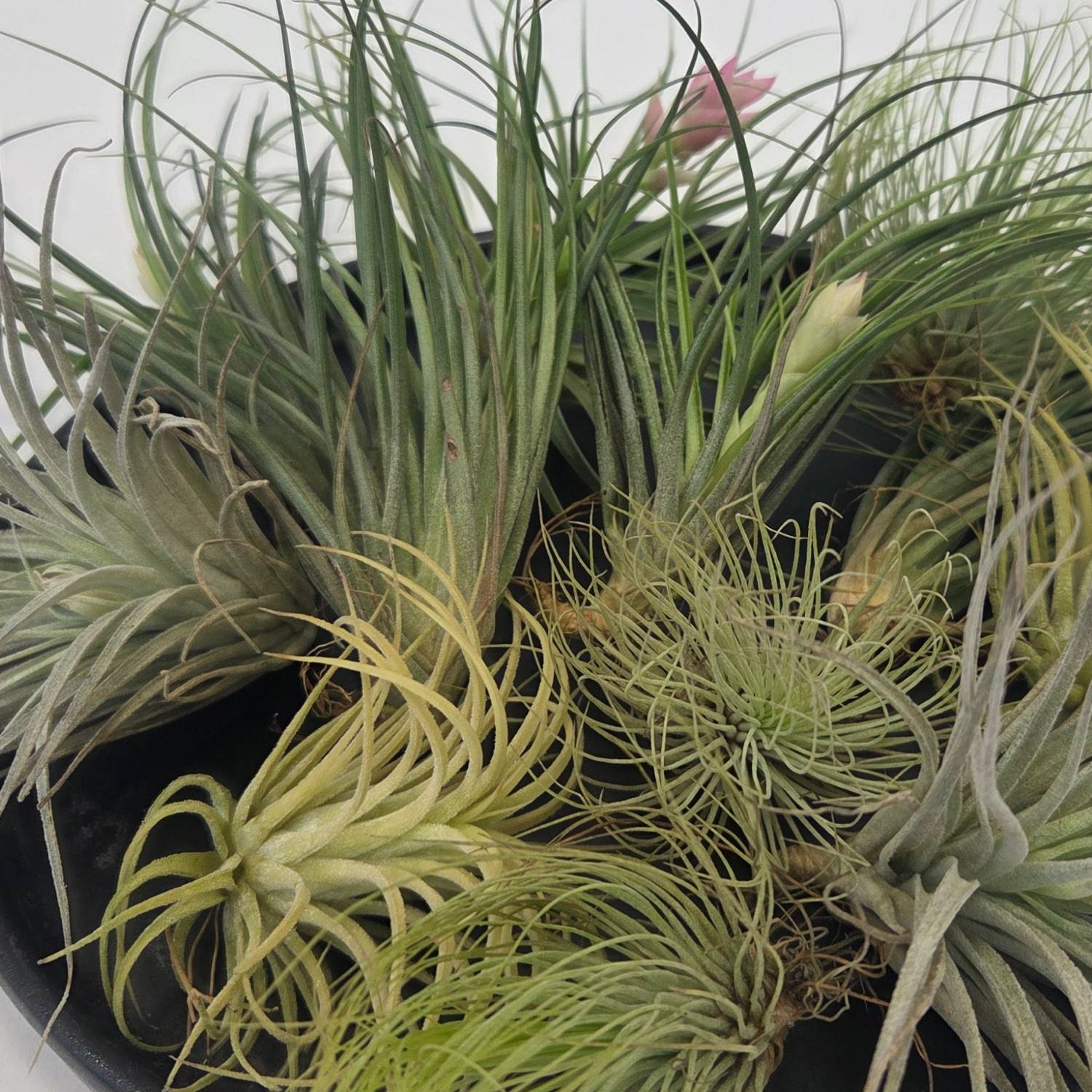 Plant In A Box - Plante aérienne - Set de 12 - Tillandsia - Hauteur 5-15cm - ⌀5cm - Image 3