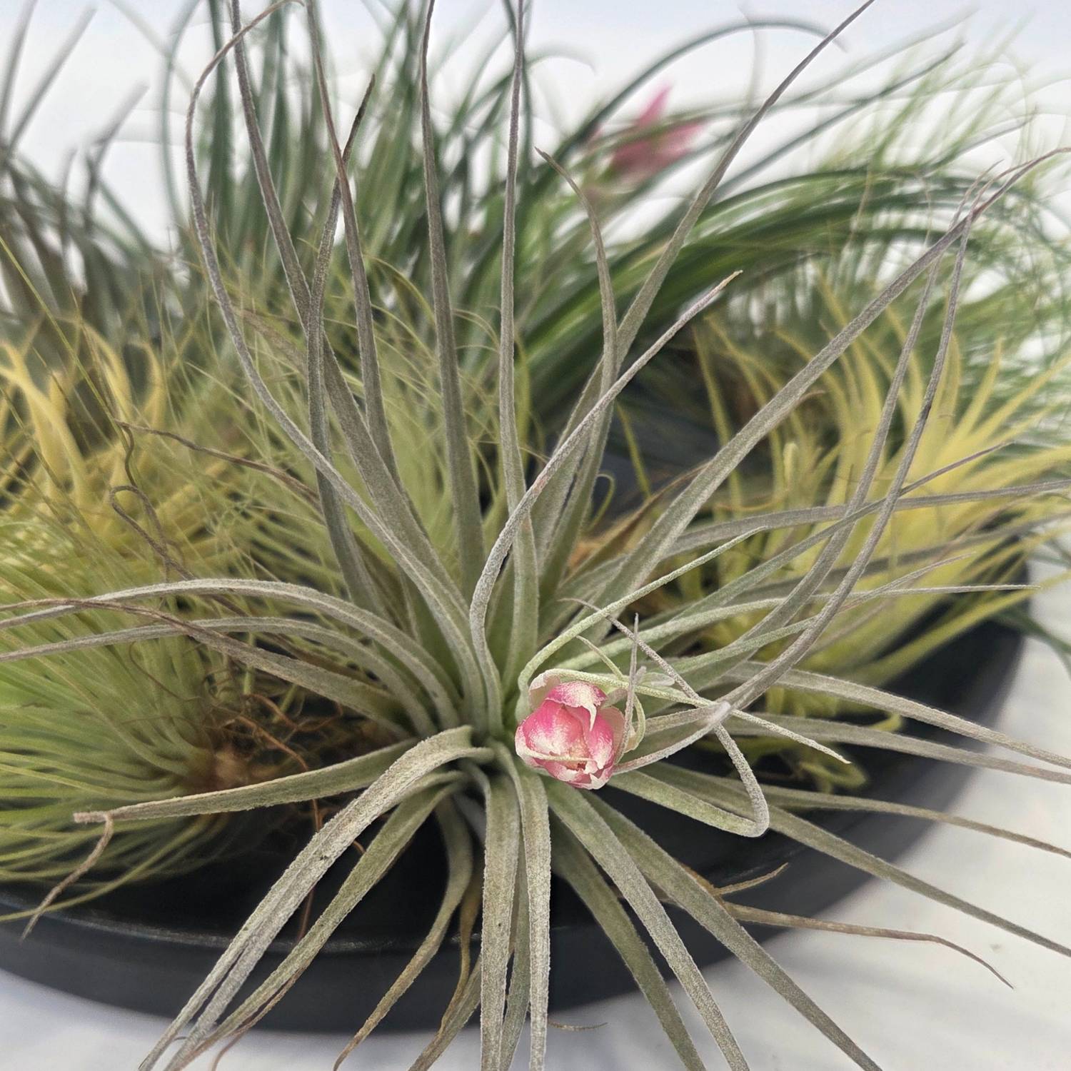 Plant In A Box - Plante aérienne - Set de 12 - Tillandsia - Hauteur 5-15cm - ⌀5cm - Image 2