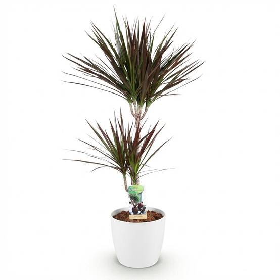 Dracaena Magenta - H95cm - Image 3