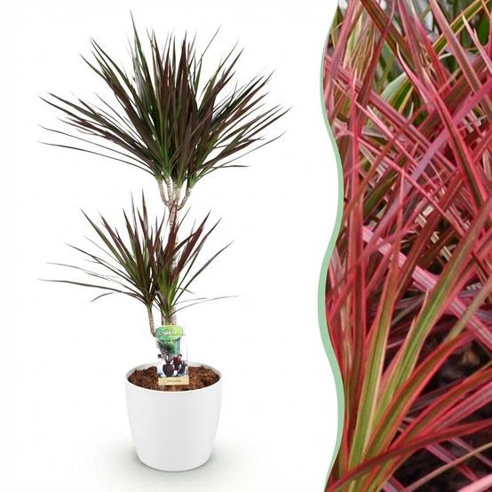 Dracaena Magenta - H95cm - Image 1