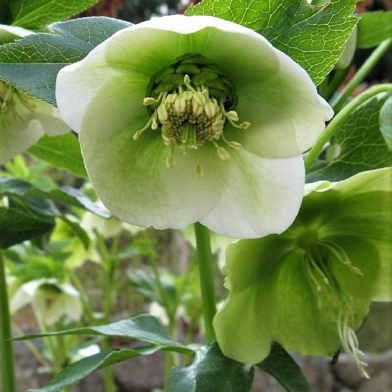 Hellébore orientale à fleurs Vert/ - feuillage Persistant - Godet - 5/20 cm - Image 5