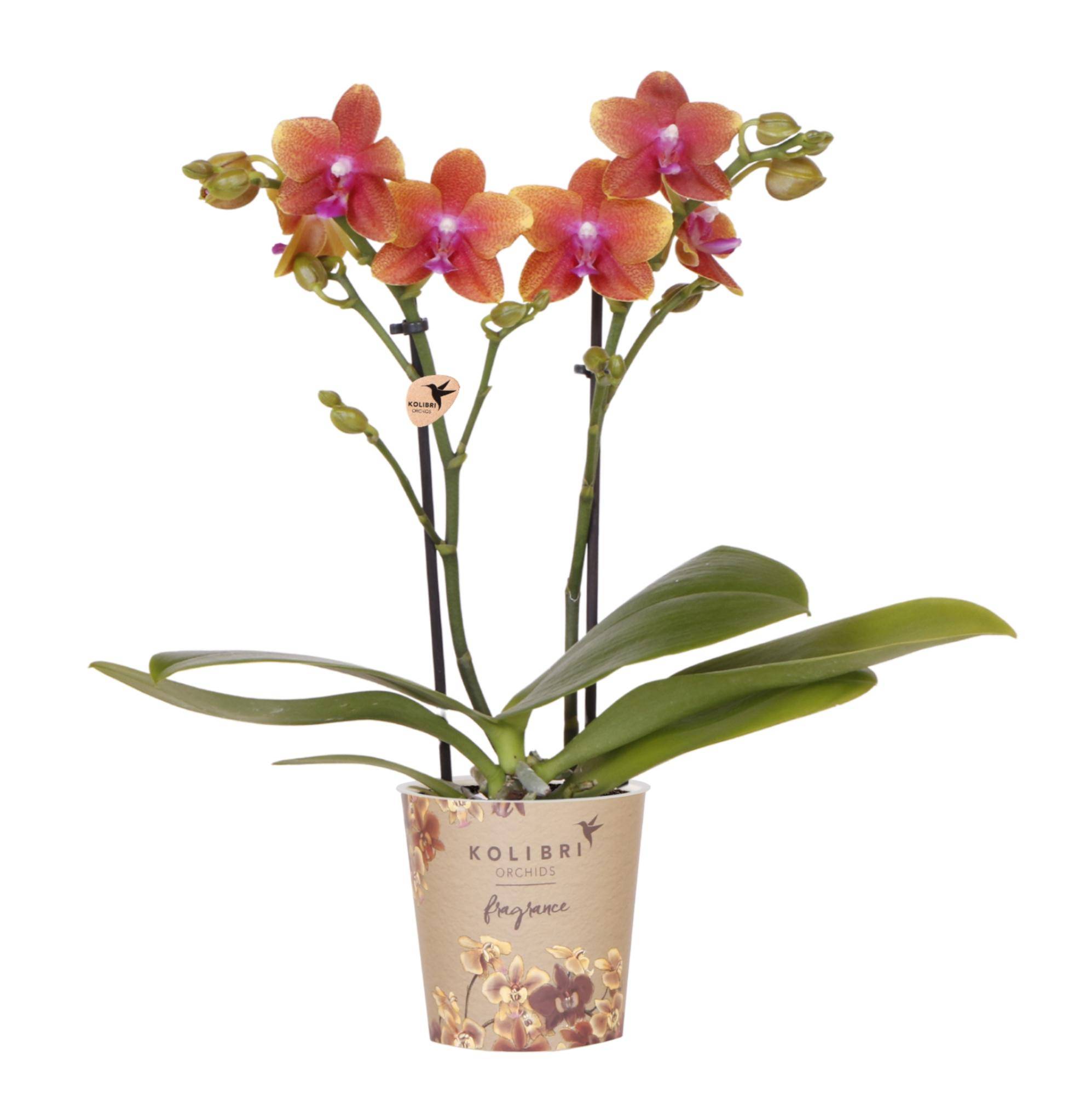 Orchidée Phalaenopsis 'Fragrance' orange parfumée - Pot de 9cm - Plantes d'intérieur - Image 1