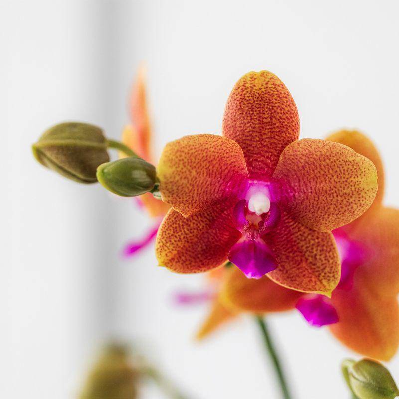 Orchidée Phalaenopsis 'Fragrance' orange parfumée - Pot de 9cm - Plantes d'intérieur - Image 2