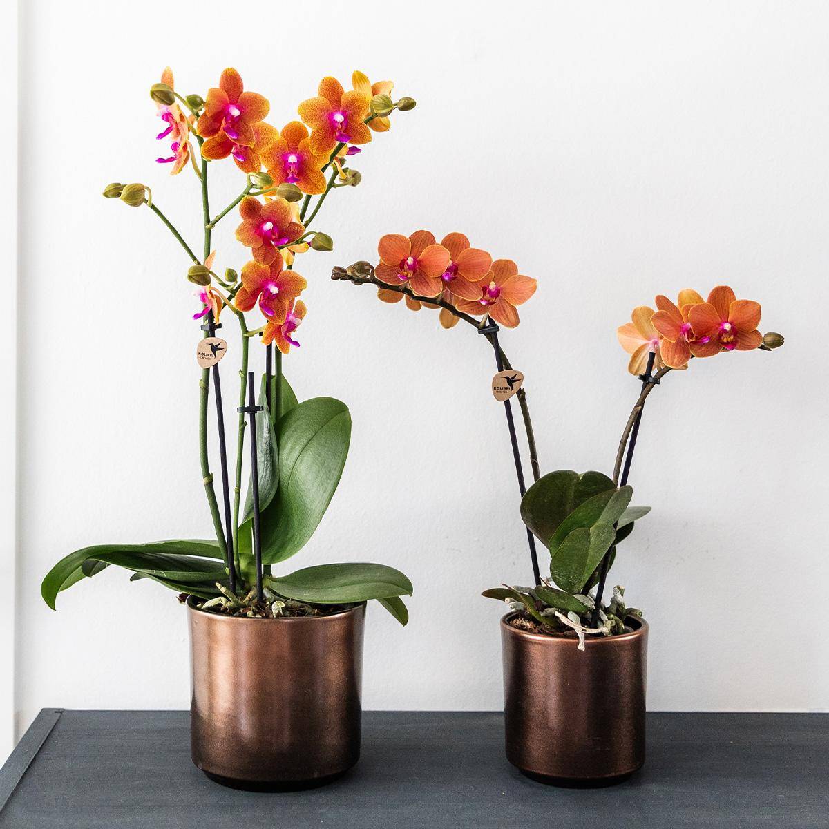 Orchidée Phalaenopsis 'Fragrance' orange parfumée - Pot de 9cm - Plantes d'intérieur - Image 4
