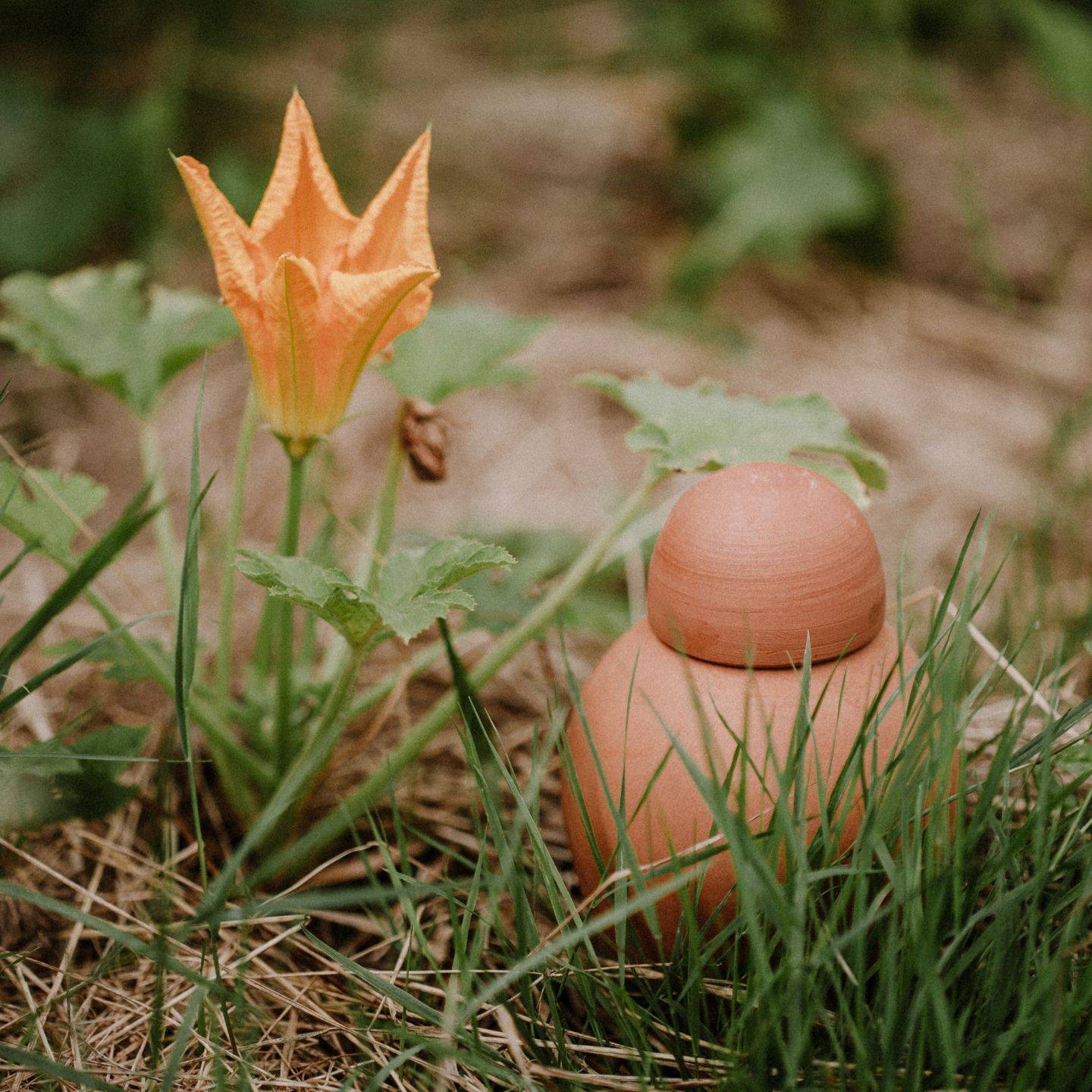 Ollas Lutton - Ollas sabeur nature - Image 4